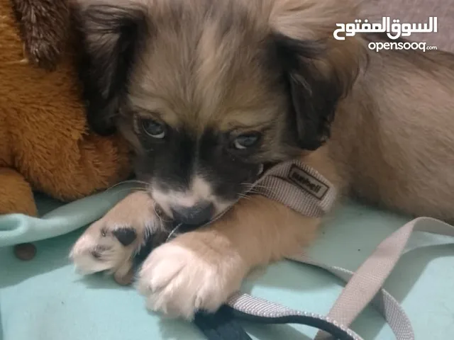 كلب ملتيز عمر شهرين للبيع