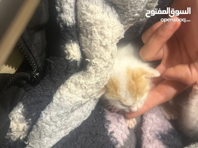قطط تبني صغار