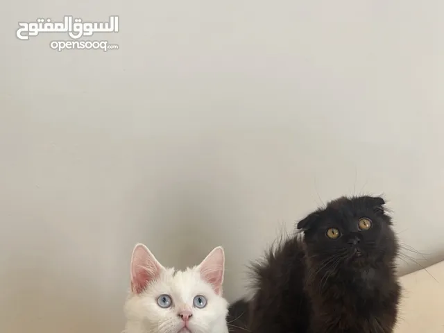 قطه مكس من ام هملايا والآب سكوتش