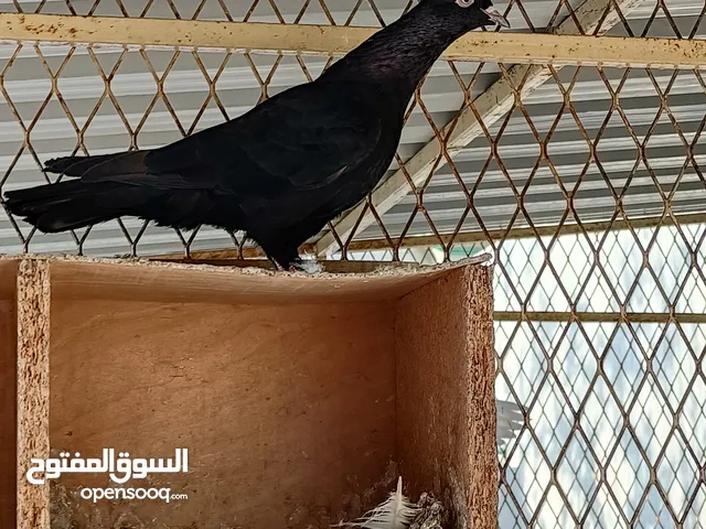 حمام كويتي قلابي بيور درجة اولى للجادين فقط