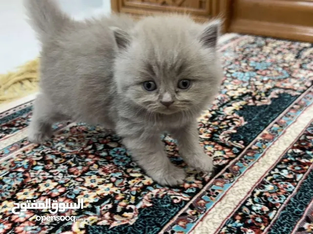 قطط سكوتش فولد - Scotch Fold Cats