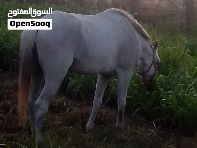 حصان خصي للبيع