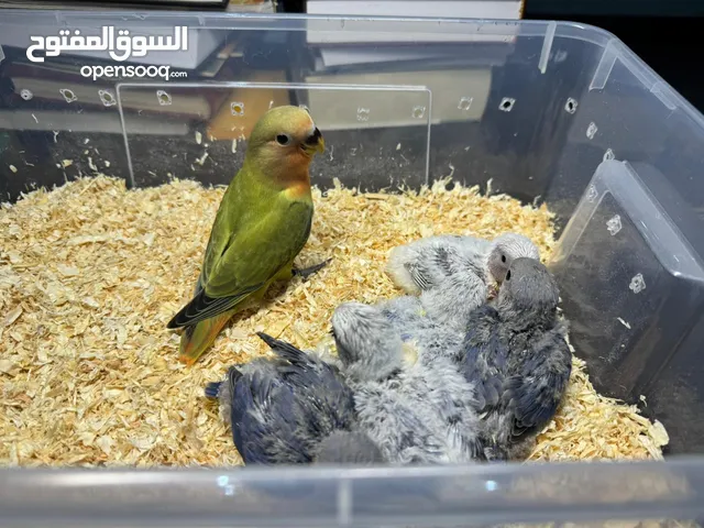 فروخ روز للبيع