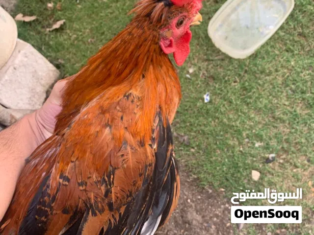 دجاج اسباني