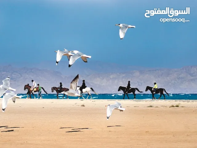 إيران... وجهتك للعلاج التخصصي والاستجمام مع PersiaGo