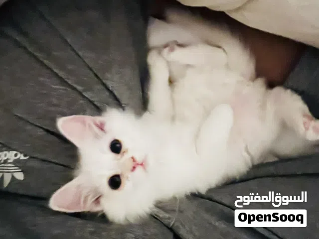 قط ابيض عمره ست اشهر لتبني