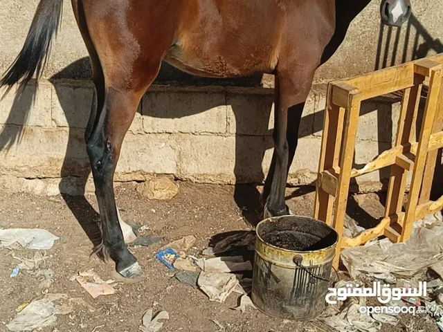 مهر نخب اول