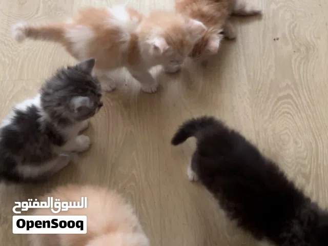 قطط ب 10 الف ريال بعمر شهر و10 ايام