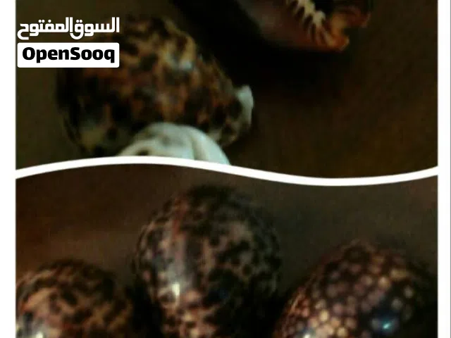 مجموعة تحف لمتحفك من اجمل ما يمكن