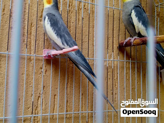 ذكر كوكتيل  حجم% وتغريد%