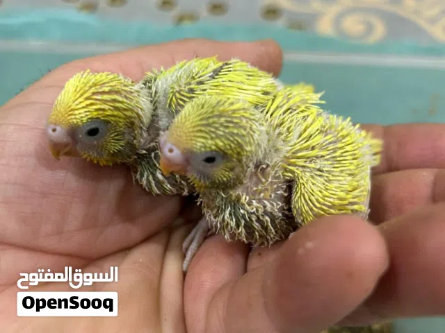 فروخ باجي  هولندي