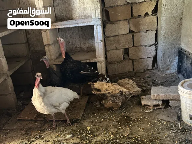 ديوك ودجاج حبش عدد 3