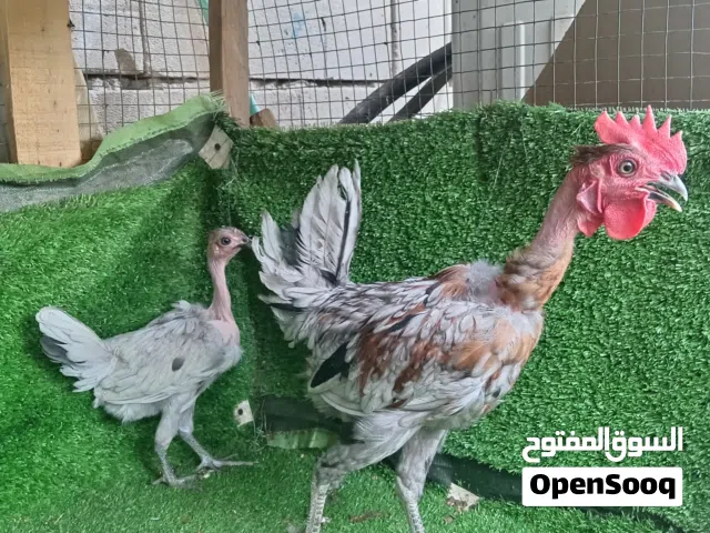 السلام عليكم متاح ديج ودجاجه رصاصي ملقحات زيتي عمر الديج اربعه الى خمس تشهر الدجاجه فوك تلث اشهر