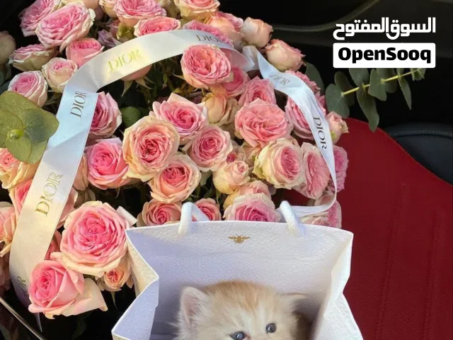 قطوه صغيره