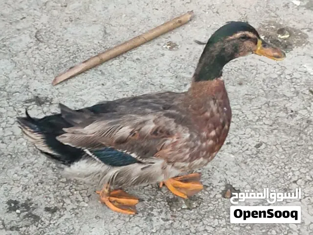 عندي زوج بط الروان