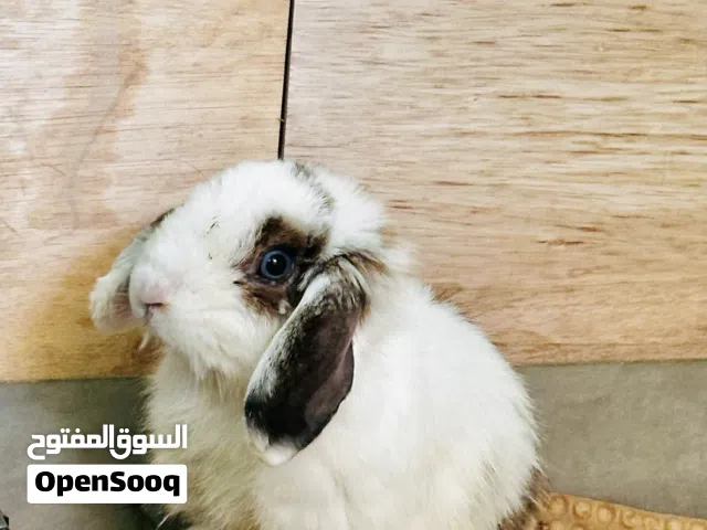 Purebred Holland Lop Bunnies
