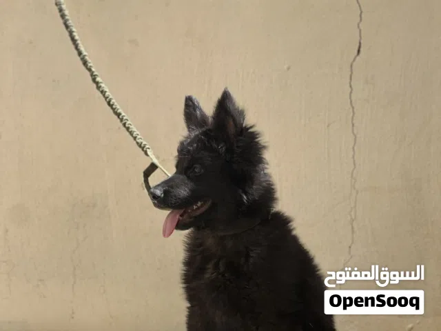 بسم الله ما شاء الله جيرمن شيبرد رويال بلاك
