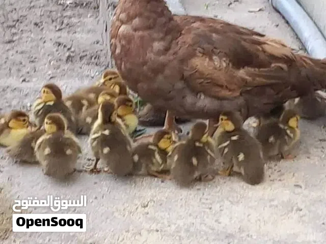 مطلوب طفرات بط نفس الي بصوره Chocolate Lavender