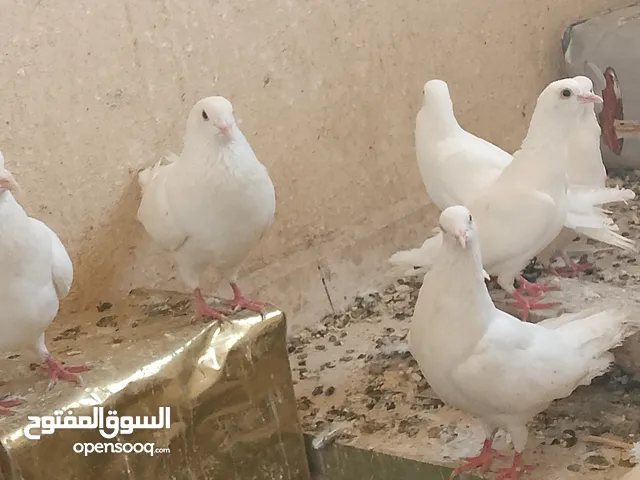 حمام نخب ماشاءالله تبارك الله