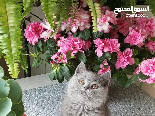 قطط من السلالت الاصيله