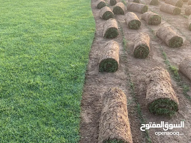 مسطحات اخضراء داخل دولة الإمارات