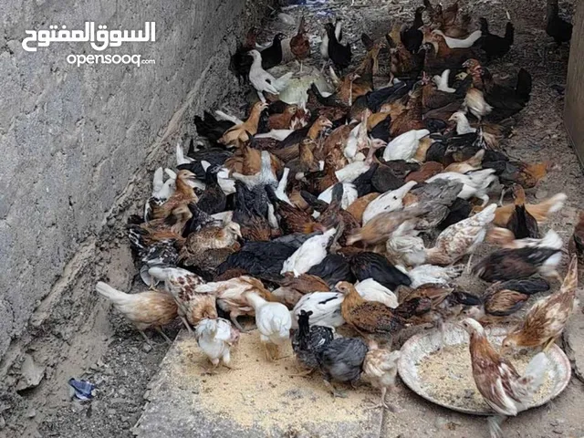دجاج عماني جاهز لذبح