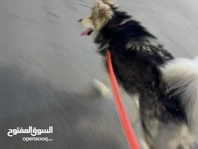 كلب هاسكي الاسكا مالموت للبيع
