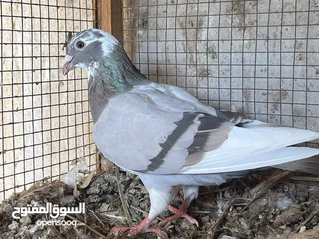 حمام زاجل أعمار مختلفه مستويات عاليه البيع للجمله و المفرد و الأسعار تختلف ملاحظة: احجام عاليه