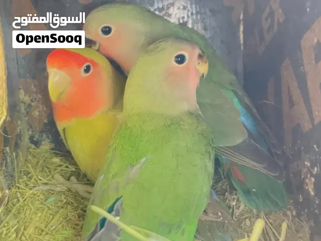 للبيع فروخ الروز الوصف مهم متبقي 3 فقط