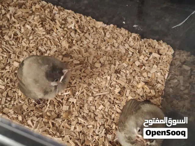 بيع بلابل عراقيه العمر سبوعين