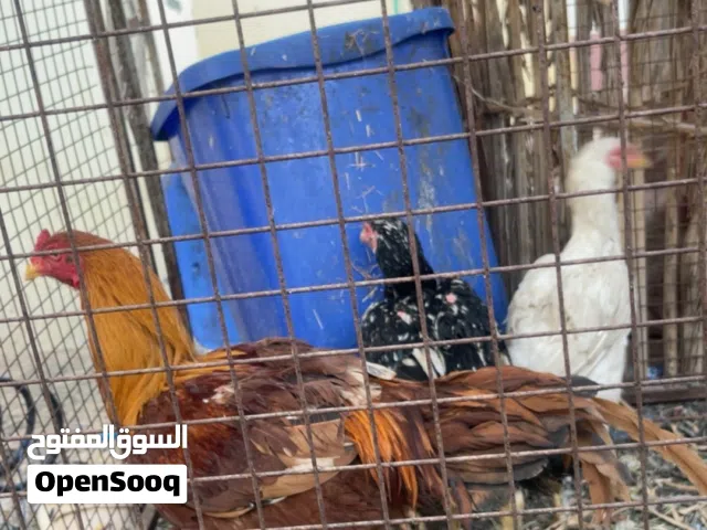 دجاج باكستاني منتجات ف الفيديو اوضح