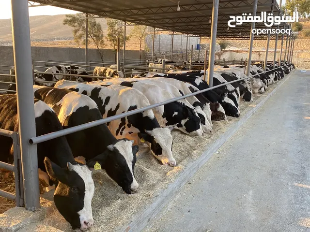 عجول بلدي للبيع علف نباتي طبيعي