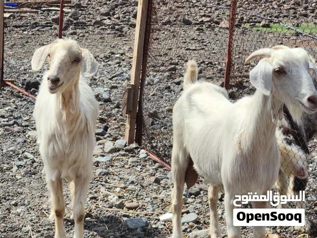 للبيع غنم من حلال الجامودي