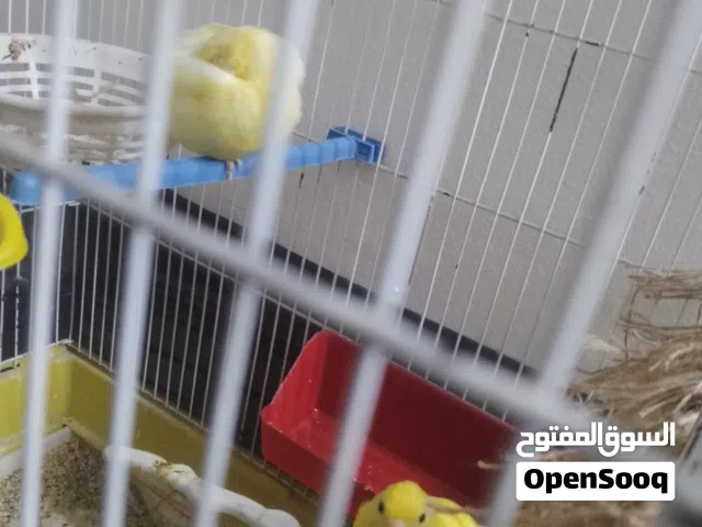 موجود كوم طيور معاكيف + كوم كنارات + علف كنار وعلف كوكتيل للبيع
