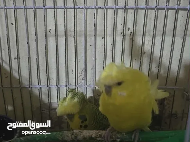 بادجي انجليزي وفلل السعر للمجموعة