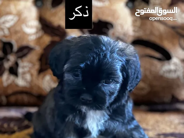 كلاب فرينش تيرير للبيع بسعر 70 دينار