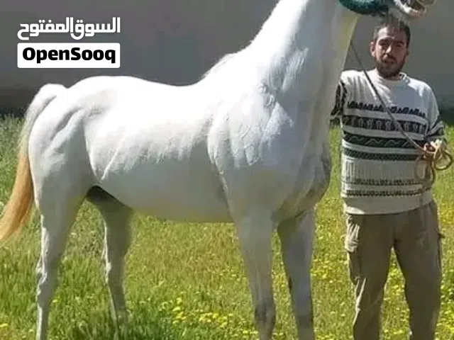 فرس زرقاء الله يبارك للبيع