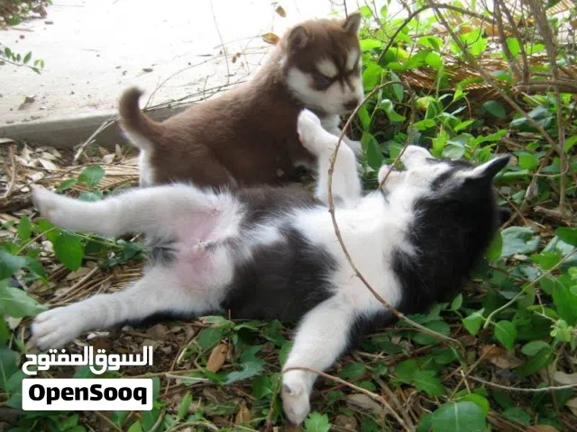 Gorgeous blue eyes Siberian husky puppies