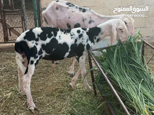 ياعده نجدبه بيور مع ولدها عمره 8 شهور من فحل نجدي أصل يصلح فحل أو أضحية