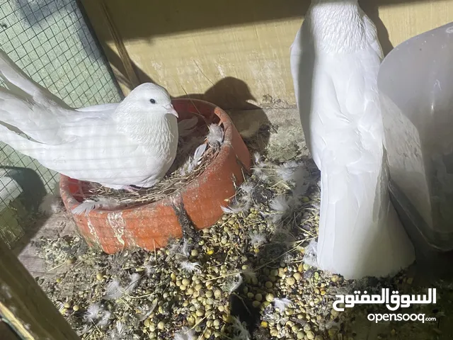 حمام تور عنبر سره جواهن افراخ اقره الوصف