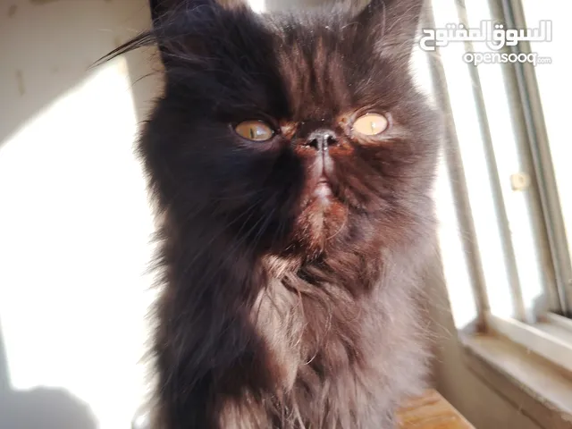 بيكي فيس افطس بلاك بيور 100٪ شعر طويل أجرين قصار