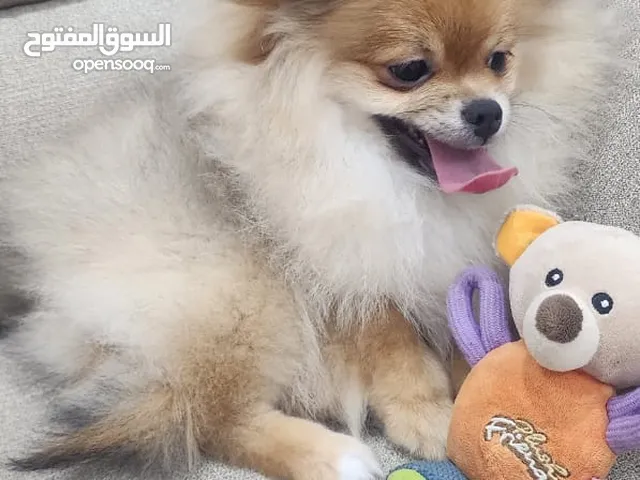 بومرينيان ذكر و انثى متوفر ججم منيني صغير شعر كثيف لعوبين عمر شهرين مع جواز وتطعيمات