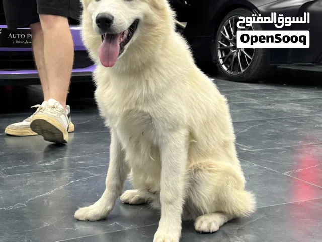 pure husky dog for sale