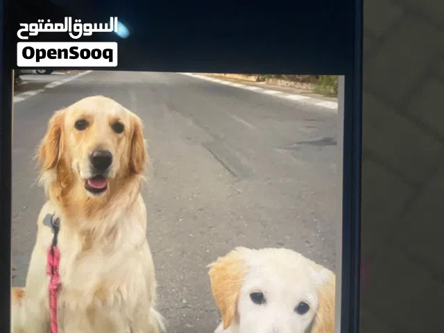 female .golden retriver x labardor