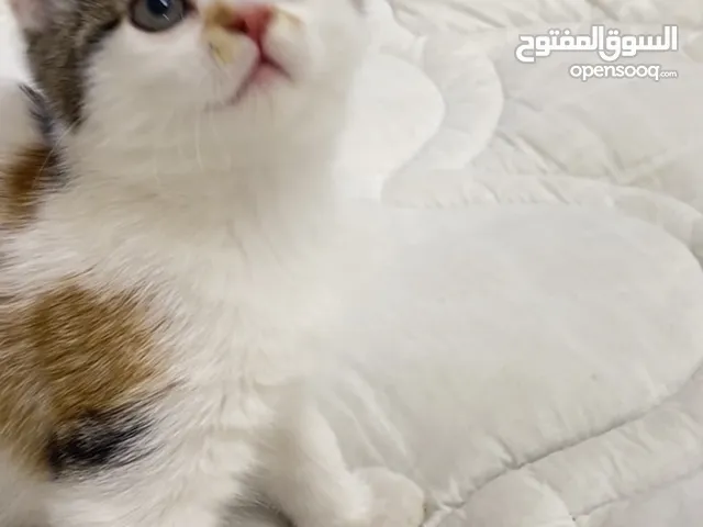 قطط للتبني