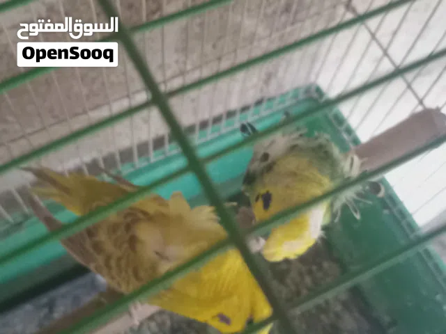 بسم الله الرحمن الرحيم جوز حب بادجي هوجورومو صلاة النبي