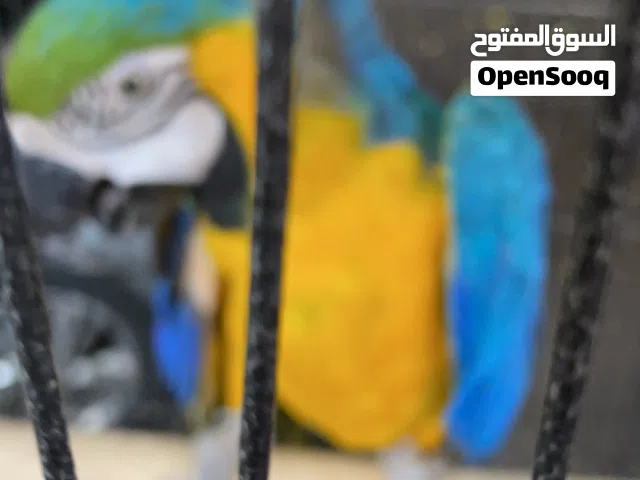مكاو بلو اند جولد صحه وجمال لعوب راقص اليف عمر 4 سنوات