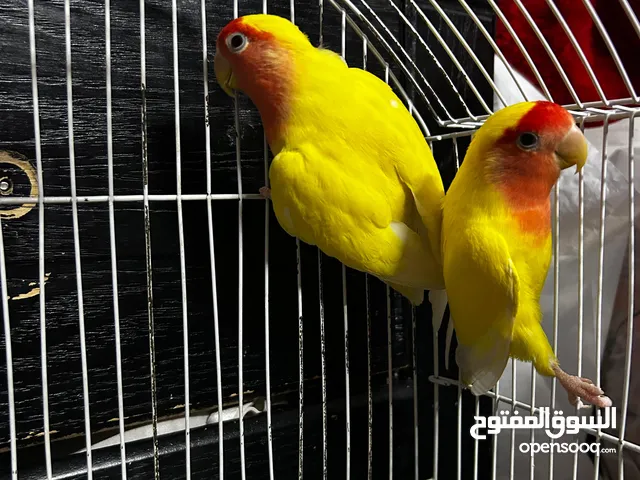 جوز روز لاتينو عين حمرة قابل للبدل تحتهم اربع بيضات مع قفص جديد وكوخ كبير جديد موجودات بالهاشمية