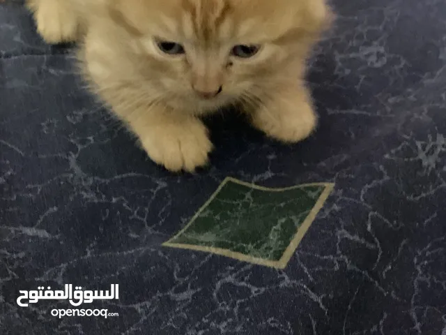 قط سيامي مكس شانشيلا عمره شهرين مفطوم من الحليب من امو للاستفسار