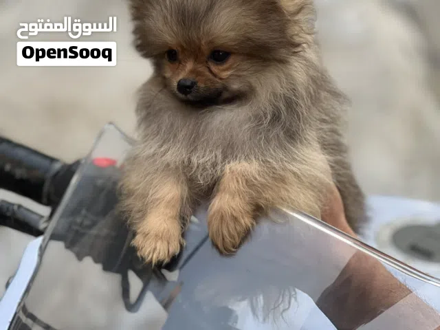 بومارنين بيور